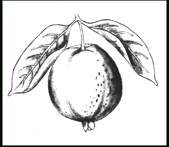 MEMORY DRAWING GUAVA EKNAZAR INSTITUTE