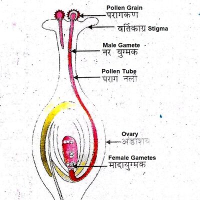 Gametes eknazar Institute