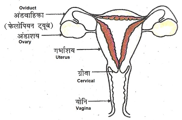 Mada janan tantra eknazar institute