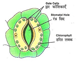 Stomatal - eknazar Institute