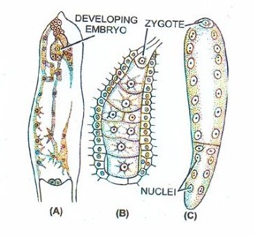 eknazar institute endosperm