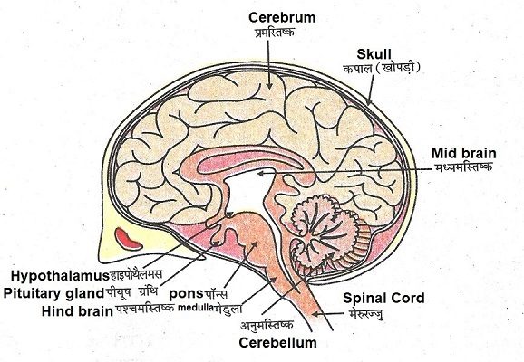 Brain eknazar Institute